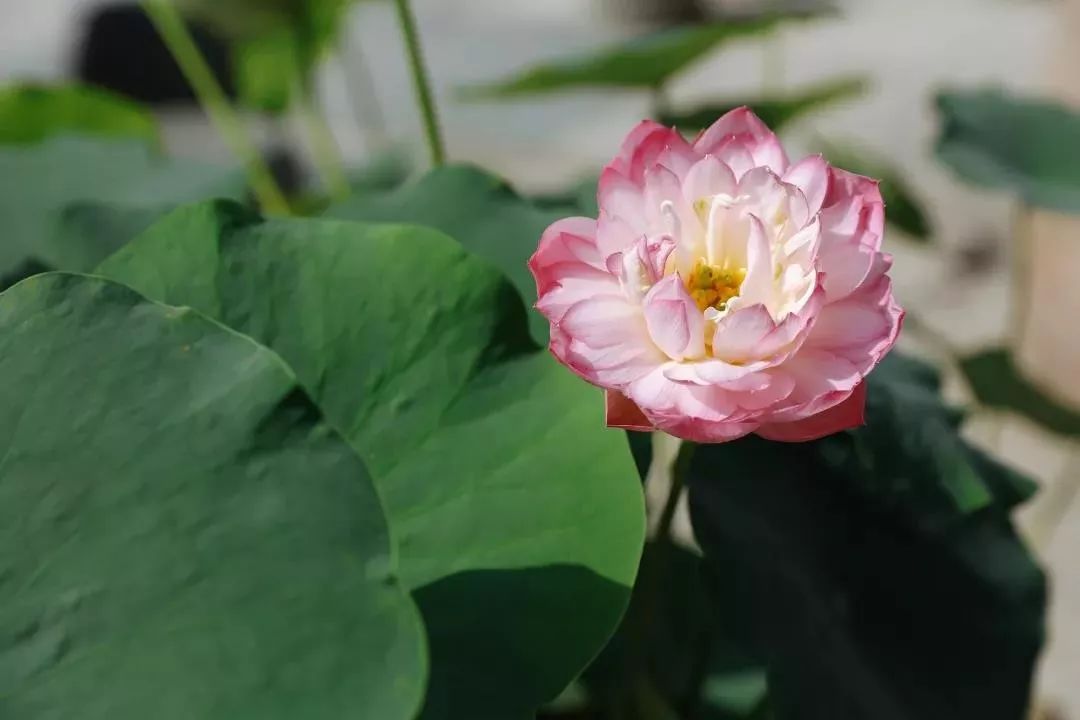 �ڼ�ѧ����һ���μ����ľ仰��