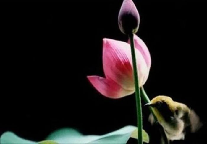 佛法治“嘴笨”的方法,了解一下~ 佛法治“嘴笨”的方法,了解一下~