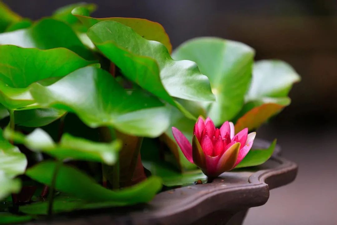 为什么善良的人痛苦、磨难很多? 为什么善良的人痛苦、磨难很多?