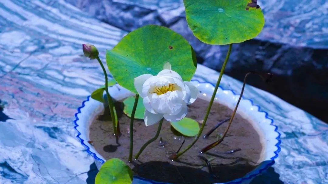 无须千里追寻,万里跋涉——解脱当下即是 无须千里追寻,万里跋涉——解脱当下即是