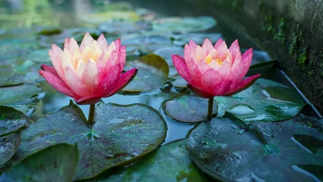 把你的心稍作调整,一切都会很完美 把你的心稍作调整,一切都会很完美