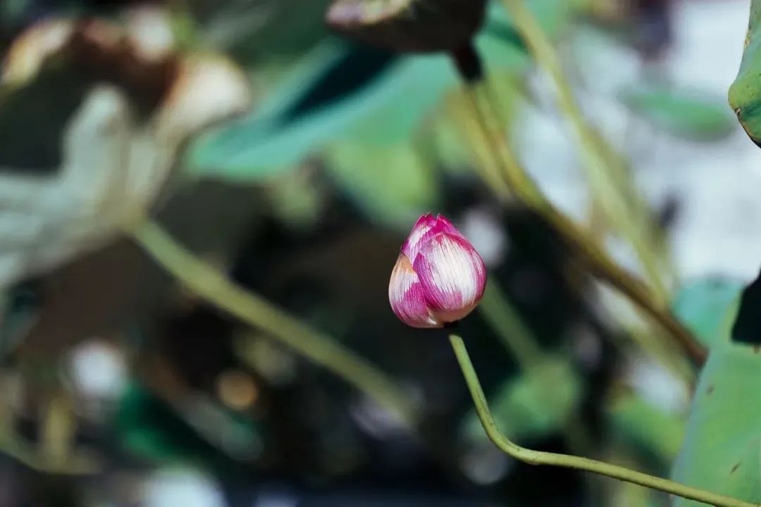 ���ľ���ת�澳