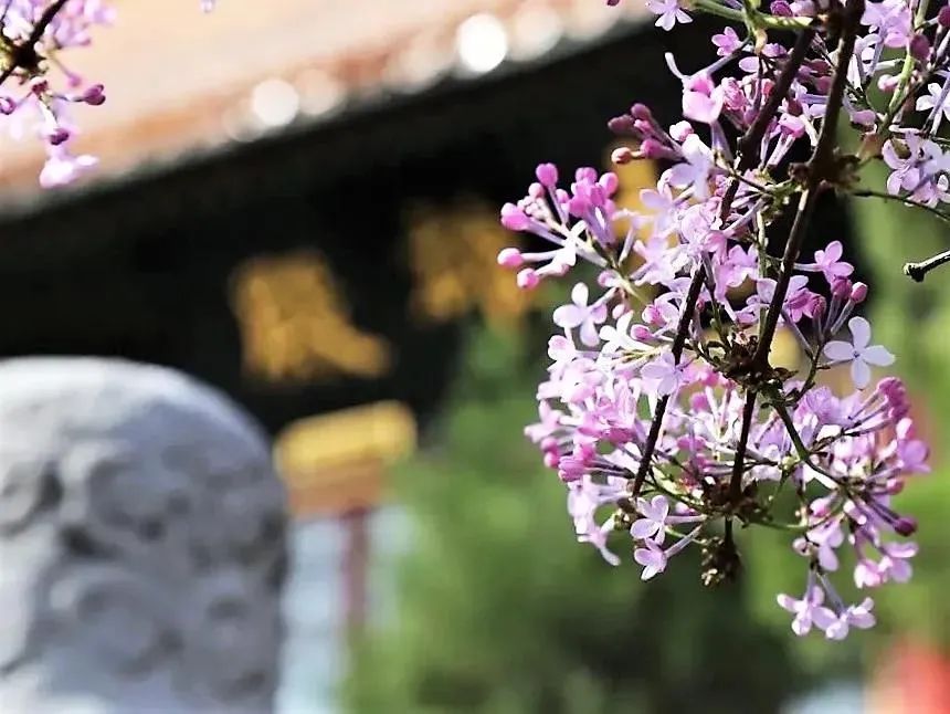 参禅,究竟是坐还是卧? 参禅,究竟是坐还是卧?