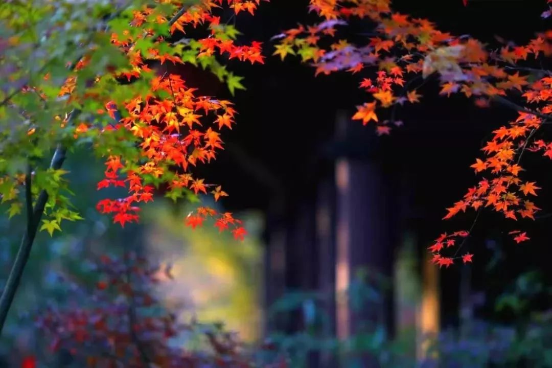 ӡ�ⷨʦ�������������ߣ�������һ����