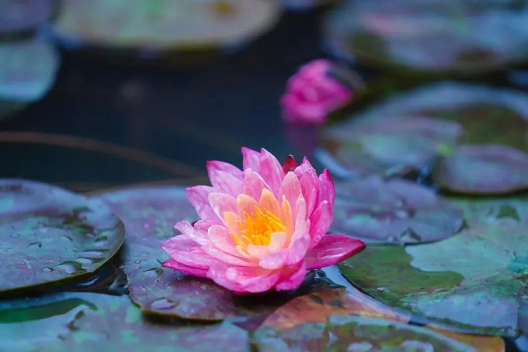 印光法师:顺境逆境,不忘往生西方! 印光法师:顺境逆境,不忘往生西方!