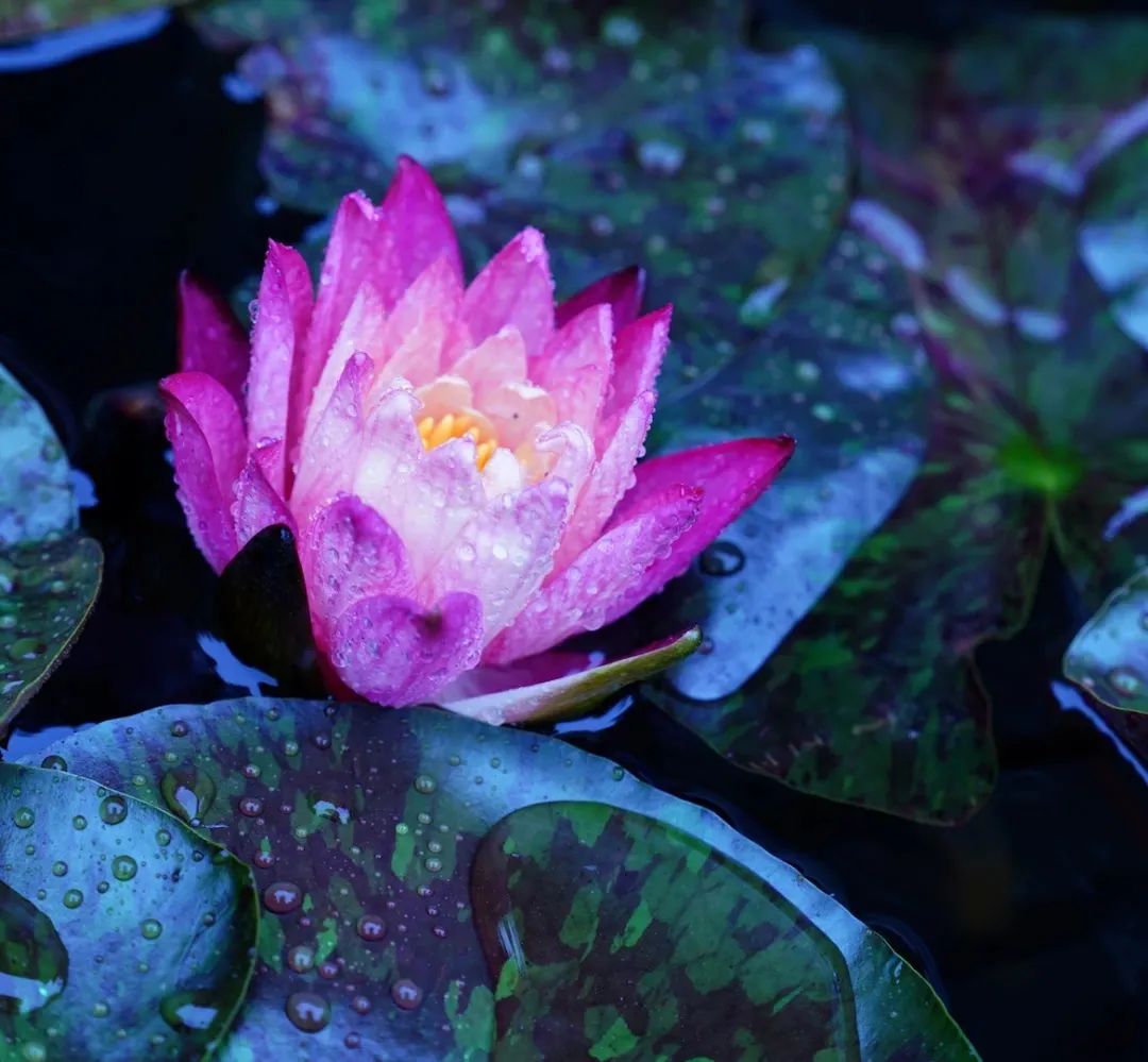 ��Ҫ�ͱ��˶���Ҫ���Լ��ķ��ն�