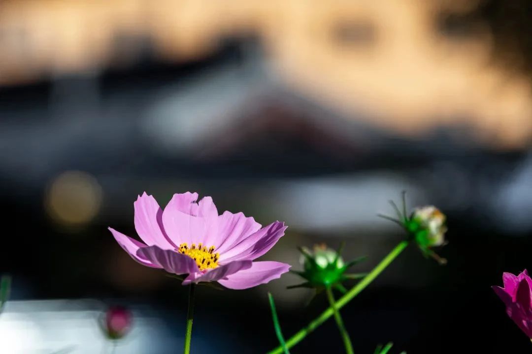 除了心愿,我们还能向佛菩萨说什么? 除了心愿,我们还能向佛菩萨说什么?