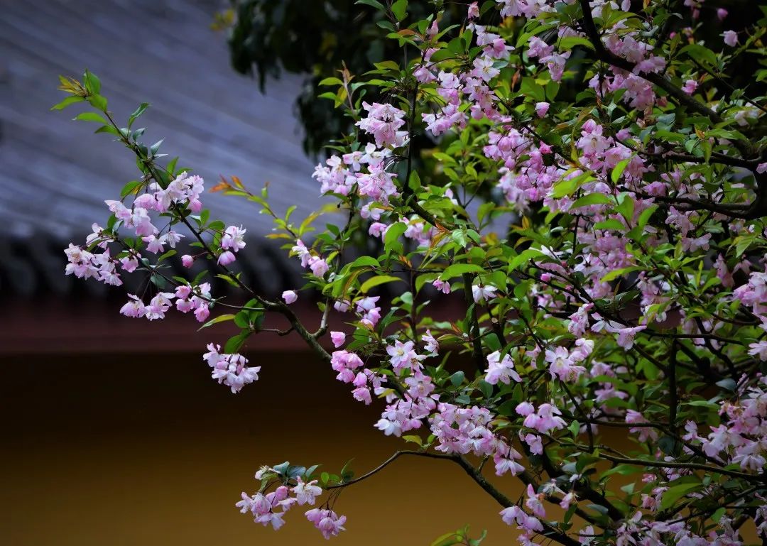 ��������������ţ�_���ܲ���ѧ��Ĵ���