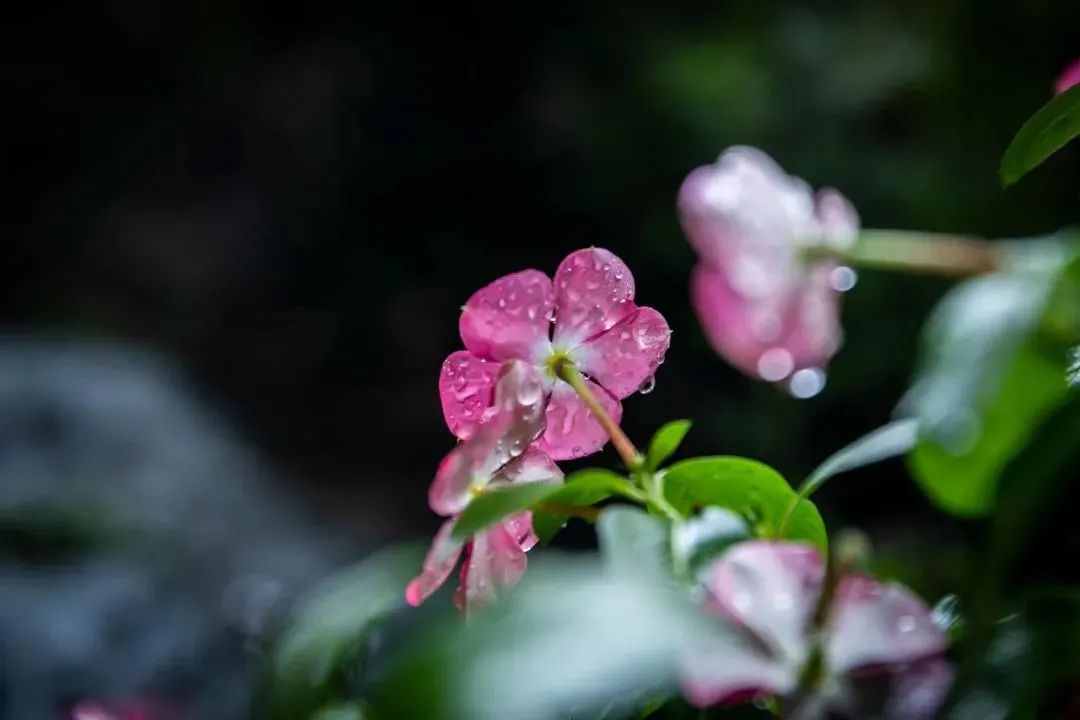 做学佛念佛的人 做学佛念佛的人