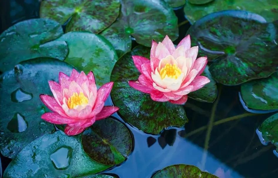 ӡ�ⷨʦ���ļ���һ����ʥ�����ߣ�����һ���Ա�֮����Ҳ