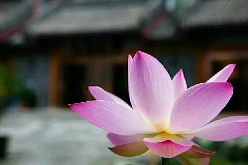 ӡ�ⷨʦ����֮һ��������������ѧ��֮����