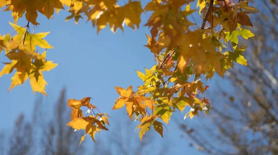 �����ǣ����������е�����