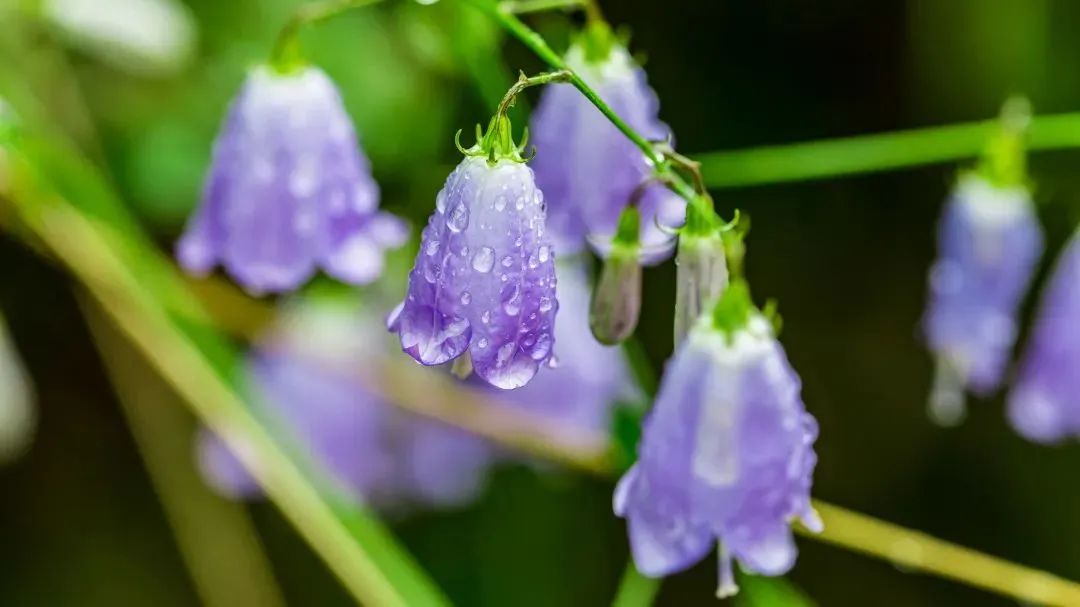 �Ը񱳺��������ȱ�㱳���ǿ��ѣ�