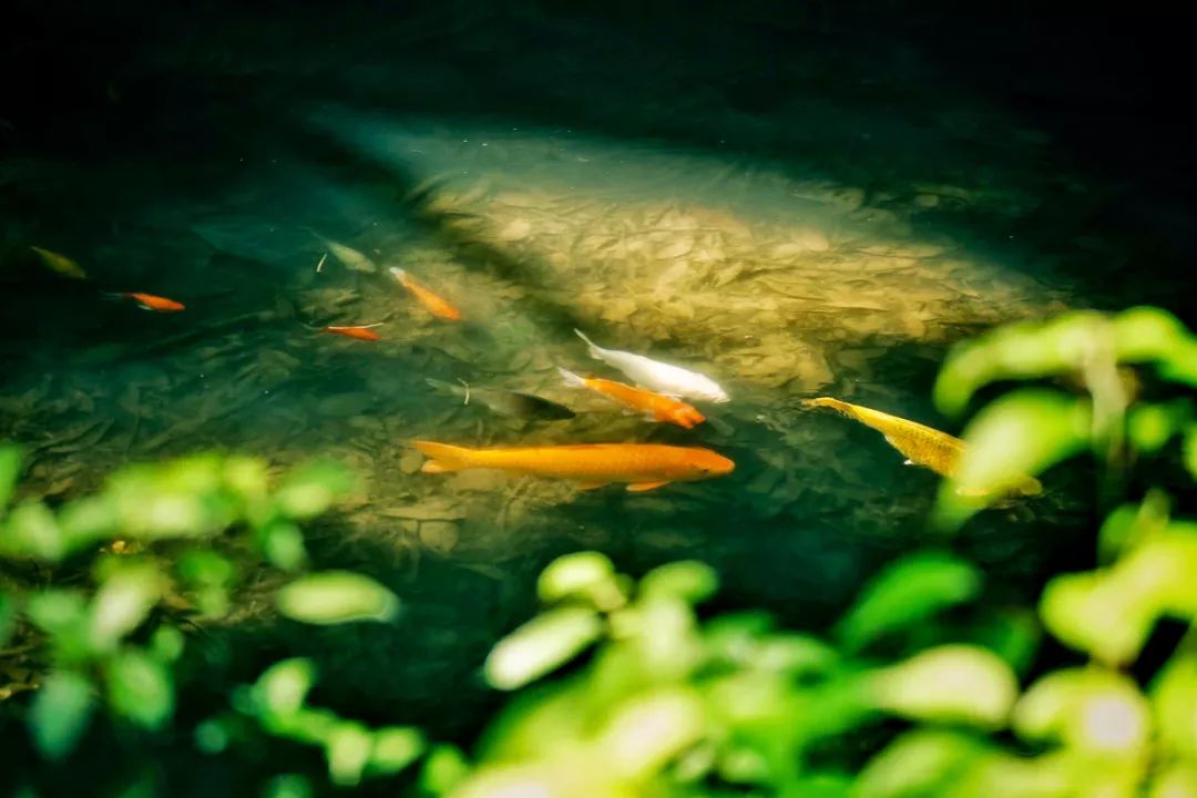 Ī���Ը�Źֲ���Ⱥ��ѧ����