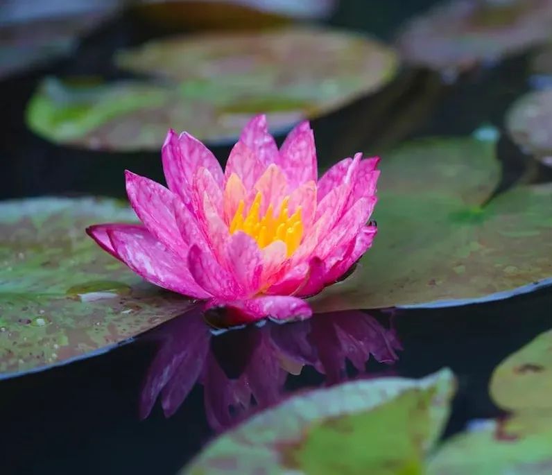 ӡ�ⷨʦ��Ҫ�����޳֣���תǰҵ