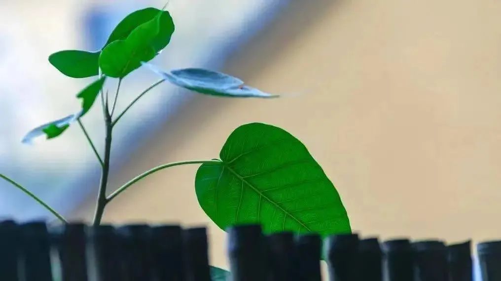 �����ش�ʦ̸������ʧ֮��