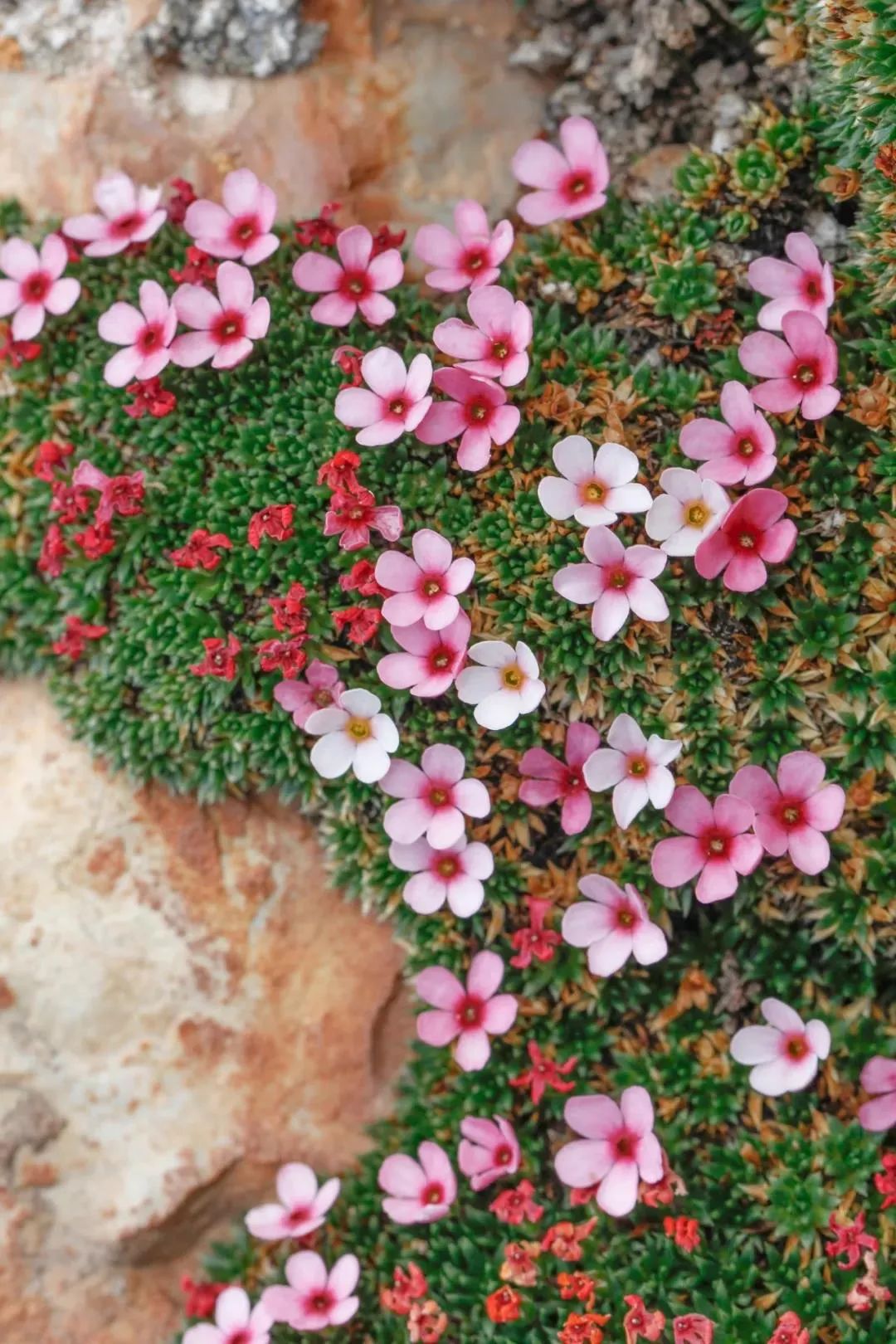 �ѷ��������ԭ��Ҳ����ʲô�ر��ѵ����飡