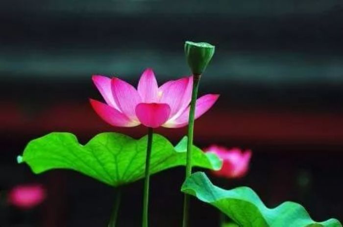 ӡ�ⷨʦ��Ը�����������֮˼�����