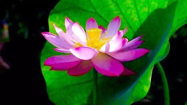 ӡ�ⷨʦ������һ����𣬲����������