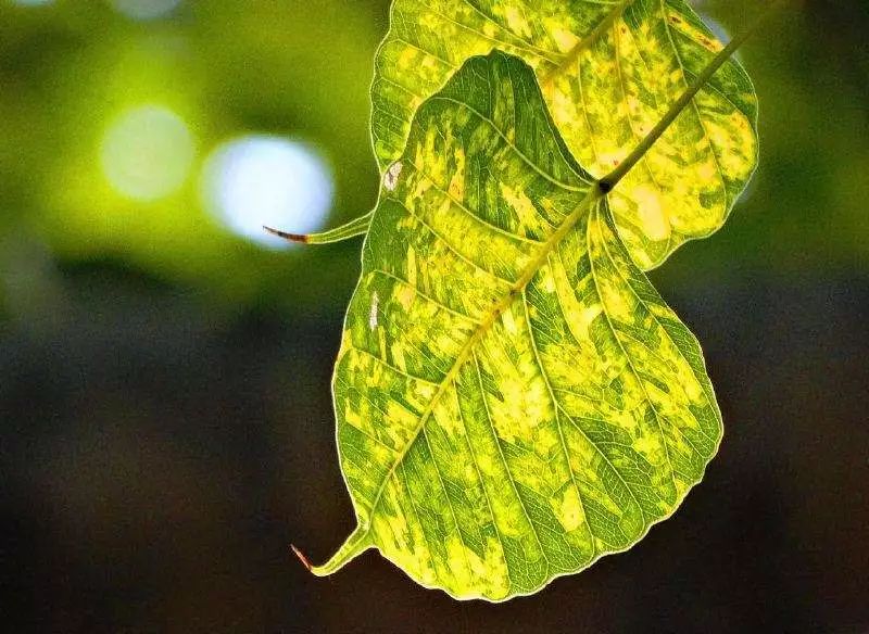 ���ľ��������������ǻۣ����������ϰ���