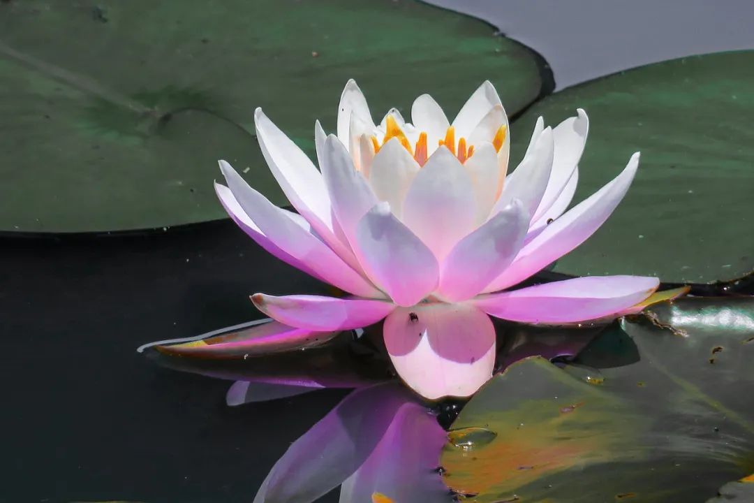 印光法师:心净则土净,何须求生净土,此系执理而废事 印光法师:心净则土净,何须求生净土,此系执理而废事