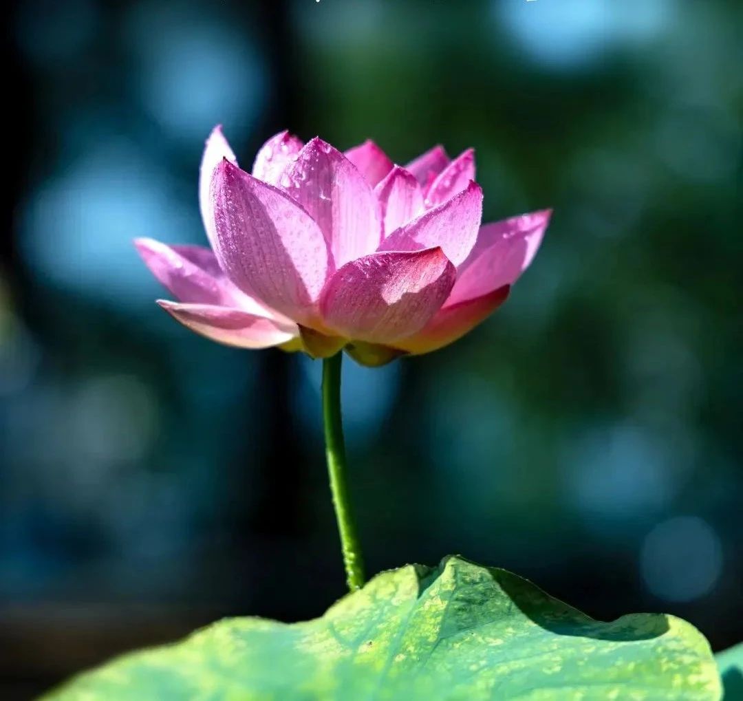 ӡ�ⷨʦ������η������η��