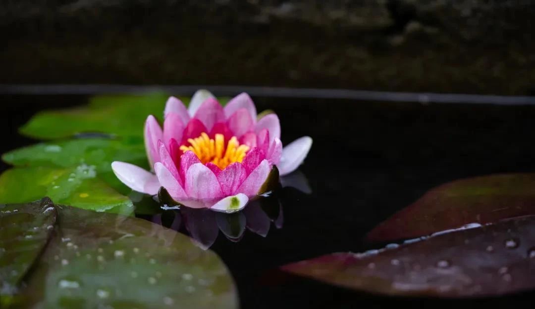 �����ǣ���Ϊ��������