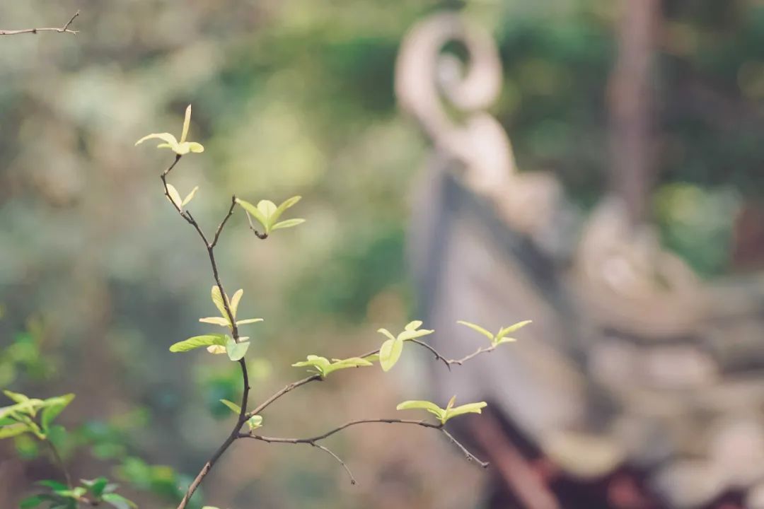 ������Ⱦ�����