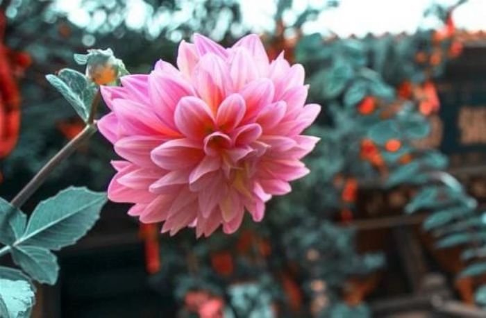 ���ж�ʮ�ѣ�������ռ��������