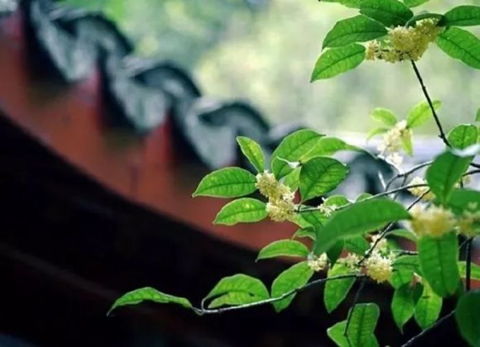 ��Ħ��ʦ�ġ����ķ���