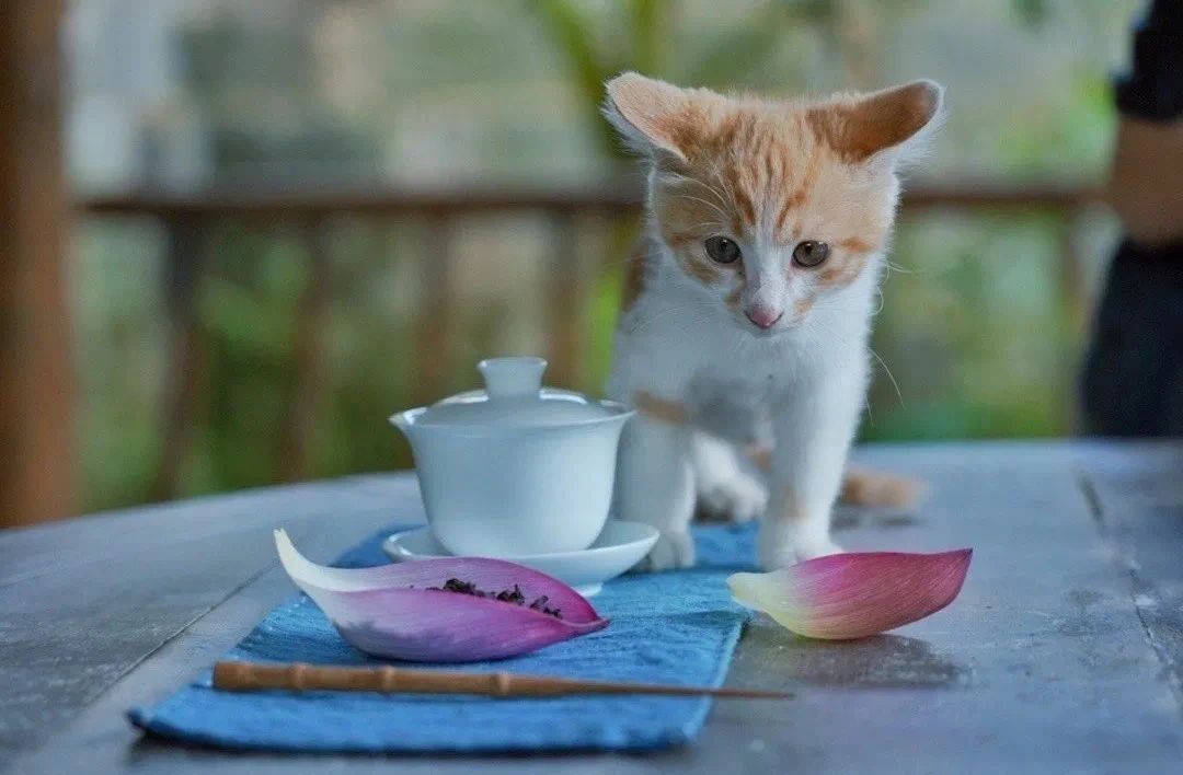 ѧѧ��̵ļ�ͥ�ۣ����˺�����ͥ����