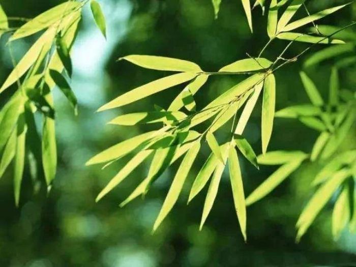 ���������������ľ�������