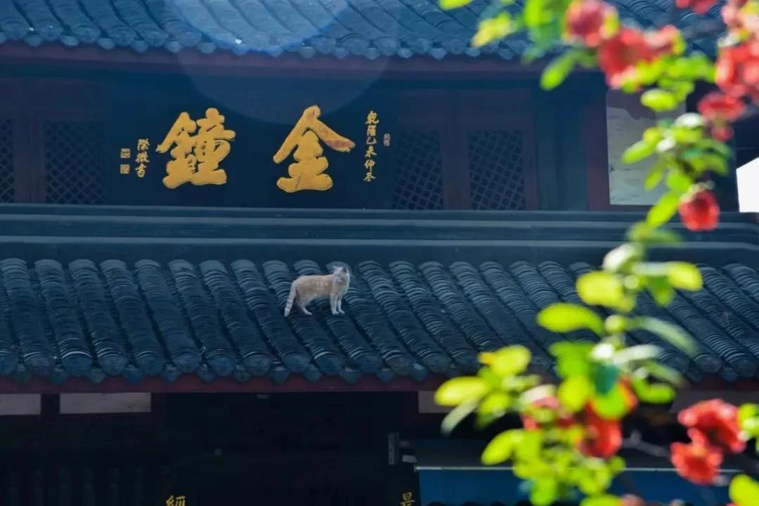 ��������ӱ��˵��Ƿǡ��ƶ񡢹����أ�