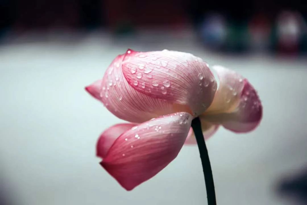 ѧ���ʴ�ʮ��ѧ����Ϊ��ʲô��