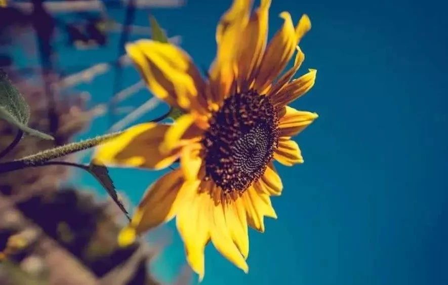 ��˵���Կ��Ǹ������ɡ������������