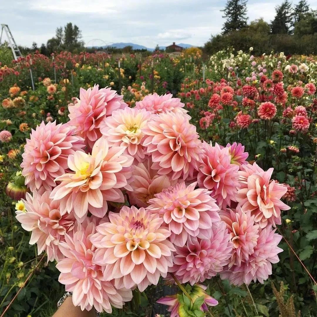 ��˵���Կ��Ǹ������ɡ������������