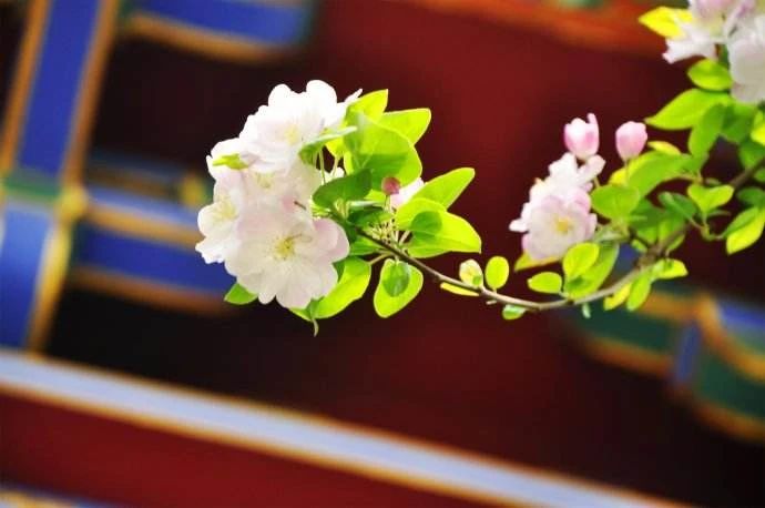 《六祖坛经》中的_“顿”与“渐” 《六祖坛经》中的_“顿”与“渐”