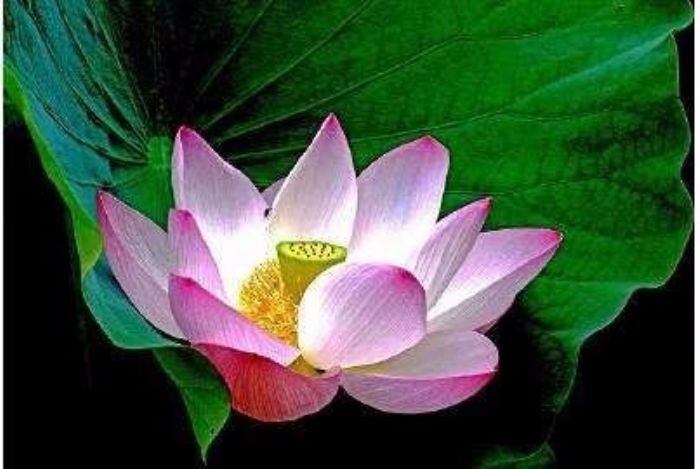 ӡ�ⷨʦ���Ĺ���ϣ���ҵ������