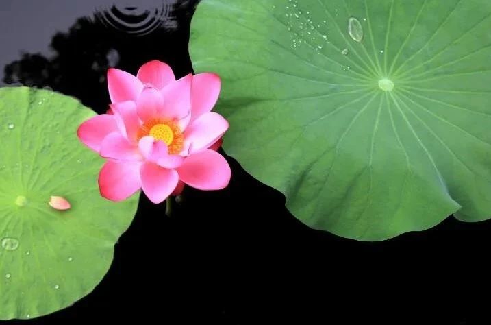 健康而智慧的生活,就是最好的修行! 健康而智慧的生活,就是最好的修行!