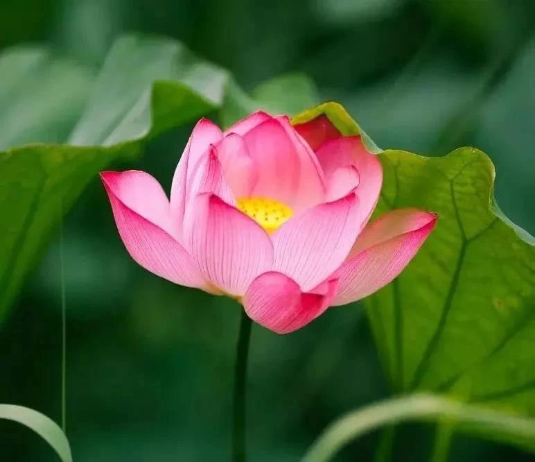 ӡ�濪ʾ��4�仰����������õ���Ϊ�淶