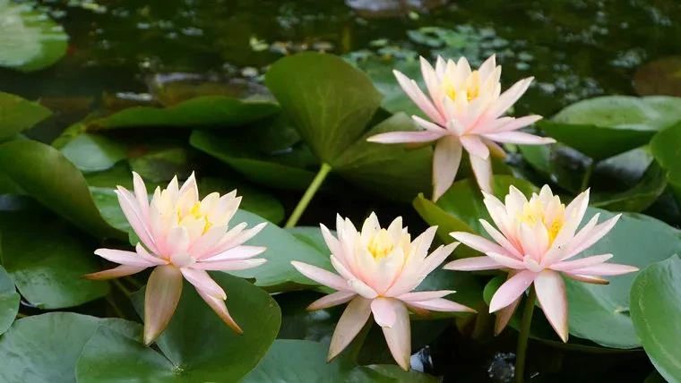 ��ʵ������԰���ʳס�ж��������