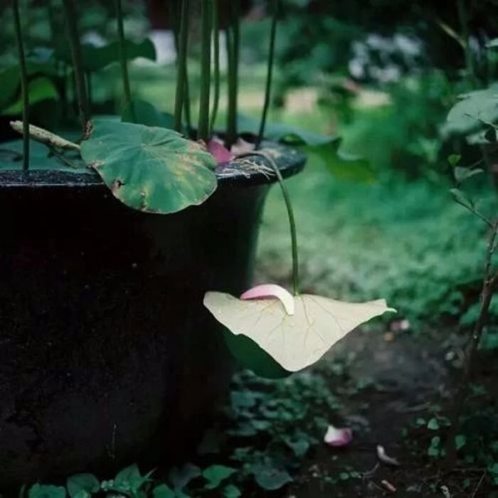 ��Ϊ���������������ܱ�ҵ��������