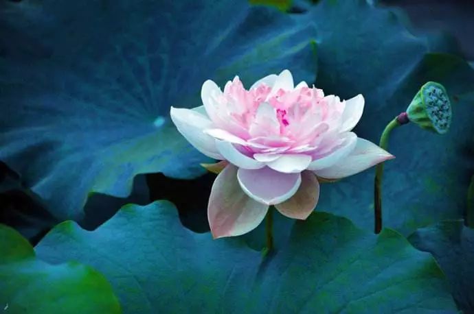 ӡ�ⷨʦ������Ϊ�䣬����������򶨷���