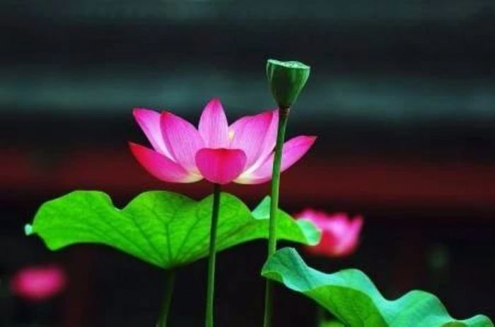 ӡ�ⷨʦ��Ը�����������֮˼�����