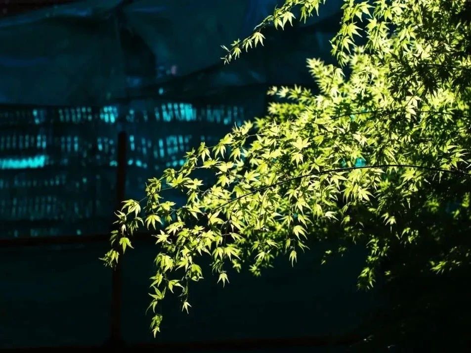 �����װ�һ��·���߲��ߣ�