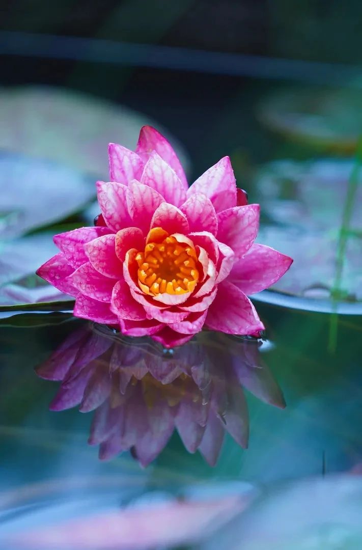 ӡ�ⷨʦ�����֮Ҫ����Ϊ��һ�����ɴȼã�����Ī��