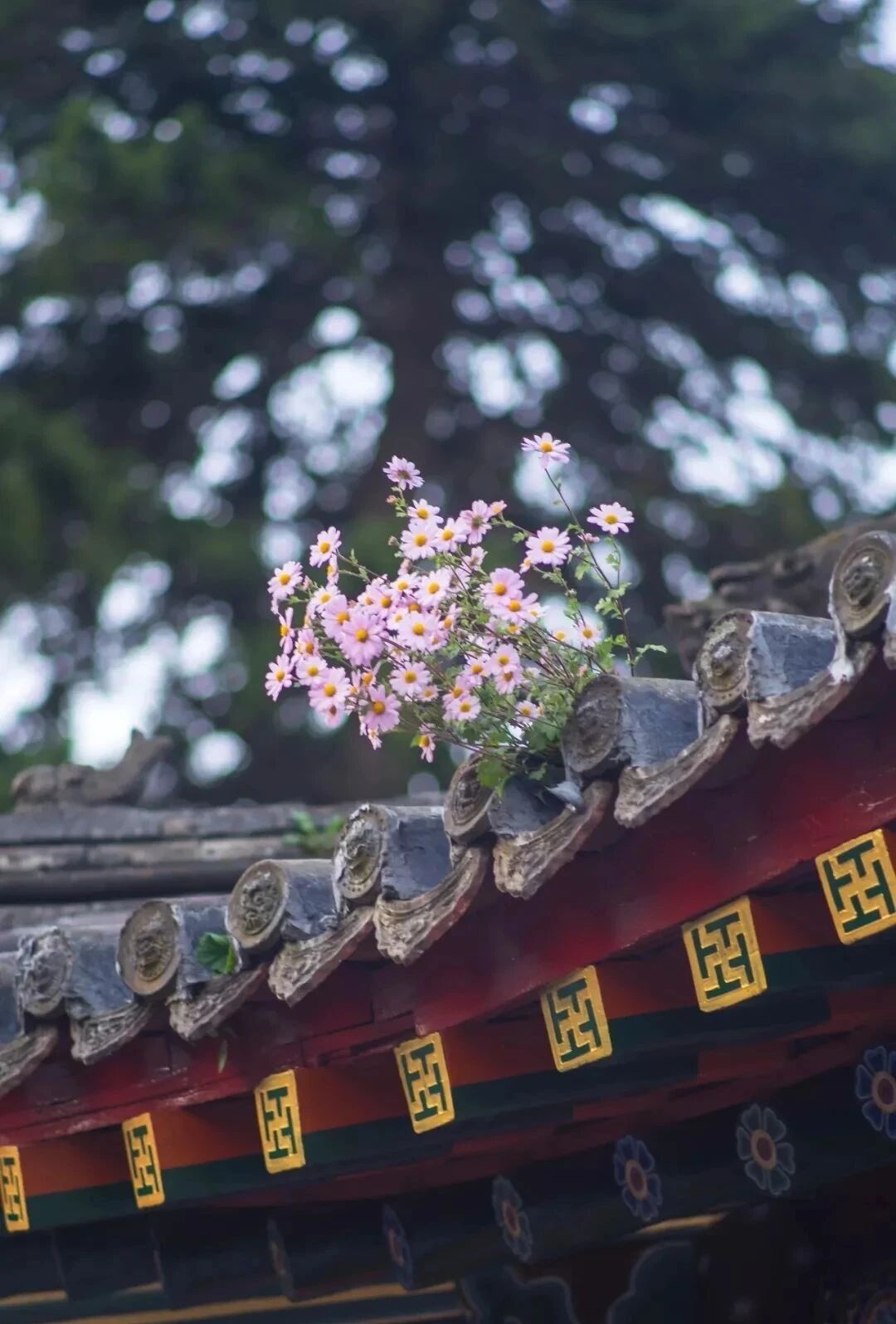 ӡ�ⷨʦ�������������Բ����⼲������֮��