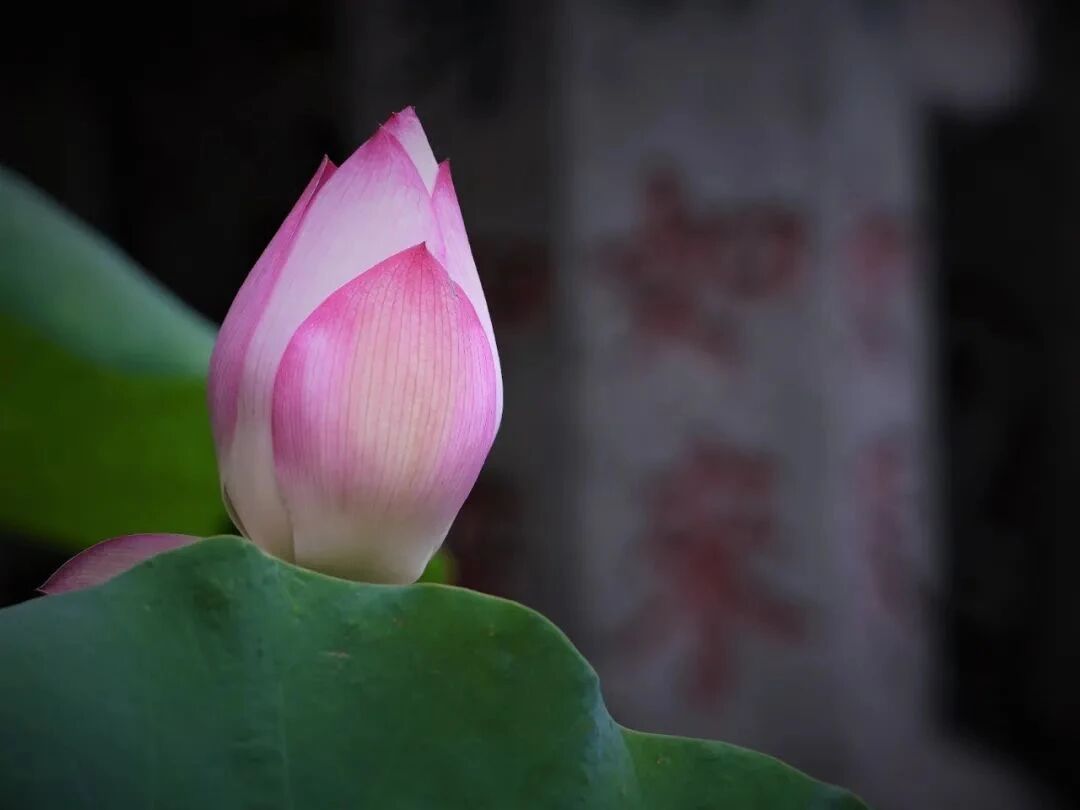 佛教中的十大经典人生感悟 佛教中的十大经典人生感悟