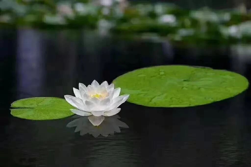 南宗的禅与北宗的禅有何不同? 南宗的禅与北宗的禅有何不同?