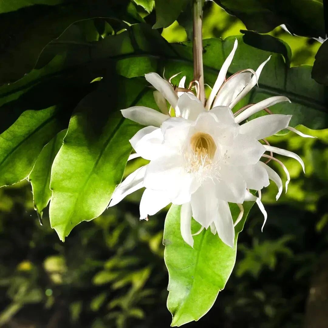 ӡ�ⷨʦ���������������ţ�Ը